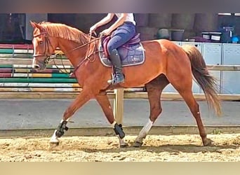 Belga, Castrone, 13 Anni, 165 cm, Sauro