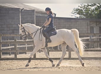 Belga, Castrone, 13 Anni, 170 cm, Grigio
