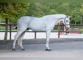 Belga, Castrone, 14 Anni, 174 cm, Grigio