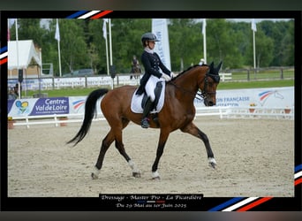 Belga, Castrone, 15 Anni, 168 cm, Baio