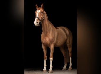 Belga, Castrone, 15 Anni, 172 cm, Sauro