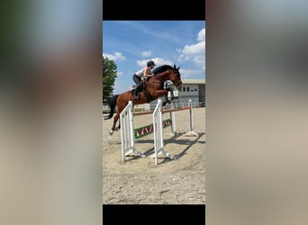 Belga, Castrone, 16 Anni, 174 cm, Baio