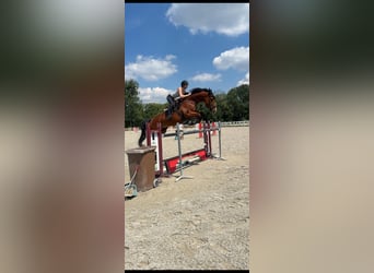 Belga, Castrone, 16 Anni, 174 cm, Baio