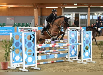 Belga, Castrone, 16 Anni, 174 cm, Baio