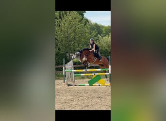 Belga, Castrone, 16 Anni, 174 cm, Baio