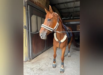 Belga, Castrone, 18 Anni, 170 cm, Sauro