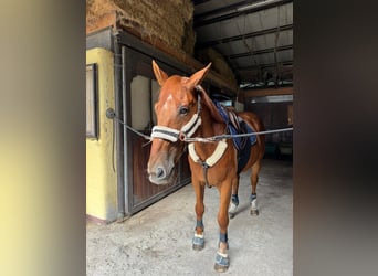 Belga, Castrone, 18 Anni, 170 cm, Sauro