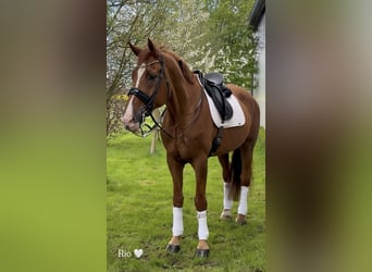 Belga, Castrone, 18 Anni, 182 cm, Sauro