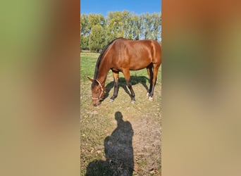 Belga, Castrone, 2 Anni, 163 cm, Baio