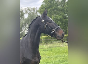 Belga, Castrone, 3 Anni, 164 cm, Baio scuro