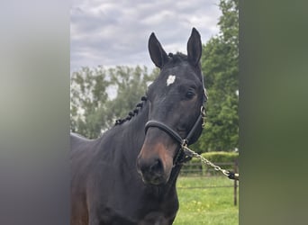 Belga, Castrone, 3 Anni, 164 cm, Baio scuro