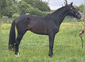 Belga, Castrone, 3 Anni, 164 cm, Baio scuro