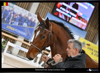 Belga, Castrone, 3 Anni, 165 cm, Baio