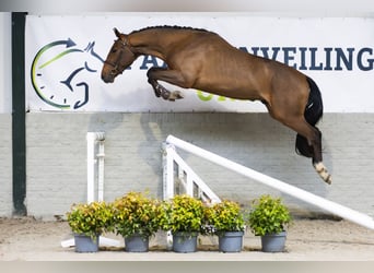 Belga, Castrone, 3 Anni, 165 cm