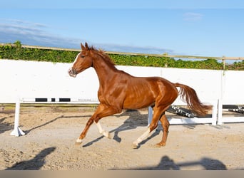 Belga, Castrone, 3 Anni, 166 cm, Sauro