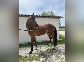 Belga, Castrone, 3 Anni, 168 cm, Baio