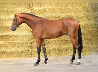 Belga, Castrone, 3 Anni, 169 cm, Baio