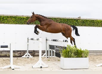Belga, Castrone, 3 Anni, 171 cm, Baio