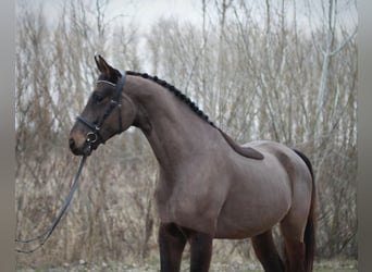 Belga, Castrone, 3 Anni, 172 cm, Baio