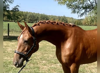 Belga, Castrone, 3 Anni, 172 cm, Sauro