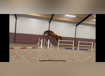 Belga, Castrone, 3 Anni, 172 cm, Sauro scuro