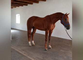 Belga, Castrone, 3 Anni, 172 cm, Sauro scuro