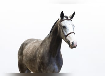Belga, Castrone, 4 Anni, 159 cm, Grigio