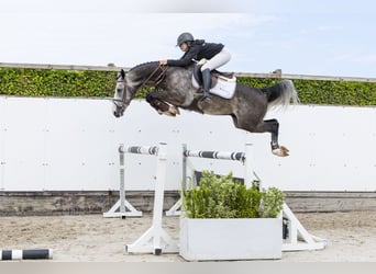 Belga, Castrone, 4 Anni, 159 cm, Grigio