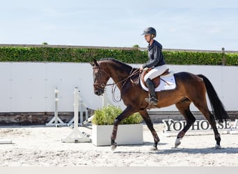 Belga, Castrone, 4 Anni, 160 cm, Baio scuro