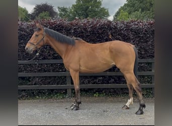 Belga, Castrone, 4 Anni, 161 cm, Baio chiaro