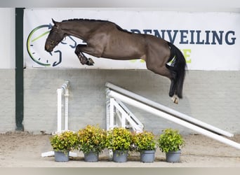 Belga, Castrone, 4 Anni, 163 cm