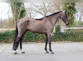 Belga, Castrone, 4 Anni, 163 cm