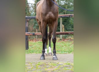 Belga, Castrone, 4 Anni, 164 cm