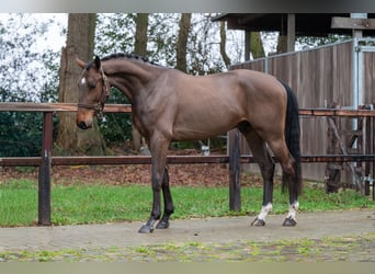 Belga, Castrone, 4 Anni, 164 cm