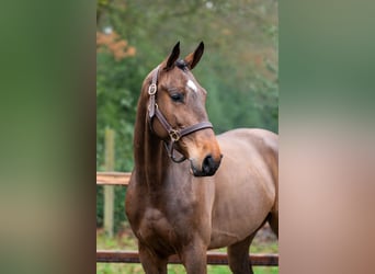 Belga, Castrone, 4 Anni, 164 cm