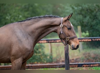 Belga, Castrone, 4 Anni, 164 cm