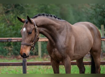 Belga, Castrone, 4 Anni, 164 cm