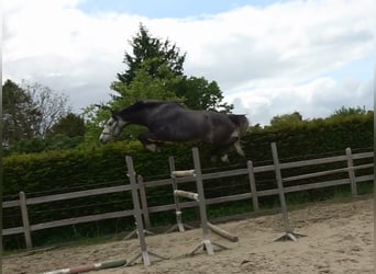 Belga, Castrone, 4 Anni, 167 cm, Grigio