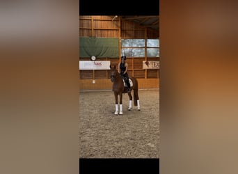 Belga, Castrone, 4 Anni, 167 cm, Sauro
