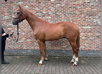 Belga, Castrone, 4 Anni, 167 cm, Sauro