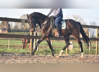 Belga, Castrone, 4 Anni, 168 cm, Baio scuro