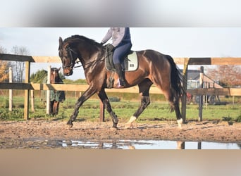 Belga, Castrone, 4 Anni, 168 cm, Baio scuro