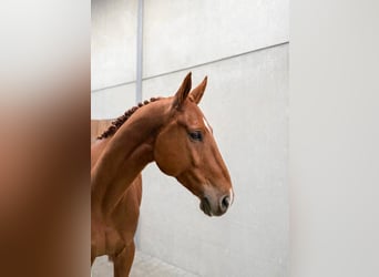 Belga, Castrone, 4 Anni, 168 cm