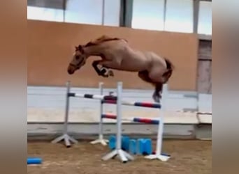 Belga, Castrone, 4 Anni, 170 cm, Sauro