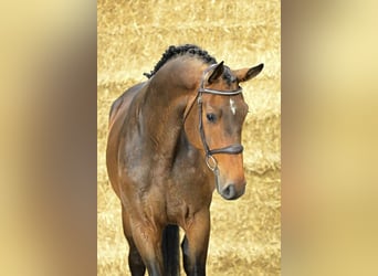 Belga, Castrone, 4 Anni, 172 cm, Baio