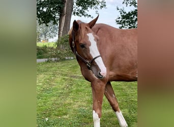 Belga, Castrone, 4 Anni, 172 cm, Sauro
