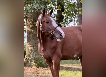 Belga, Castrone, 4 Anni, 172 cm, Sauro