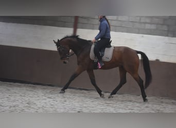 Belga, Castrone, 4 Anni, 175 cm, Baio