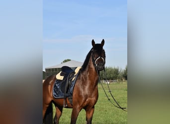 Belga, Castrone, 5 Anni, 155 cm, Baio