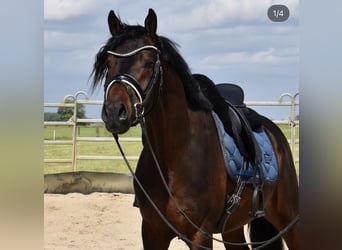 Belga, Castrone, 5 Anni, 155 cm, Baio